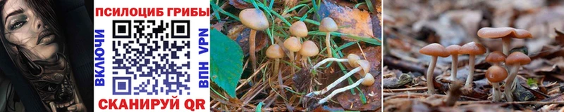 Купить закладки  Малгобек  Галлюциногенные грибы Psilocybine cubensis 